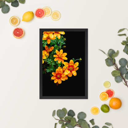 Fireflower | Framed Photographic Print | 12" x 18"