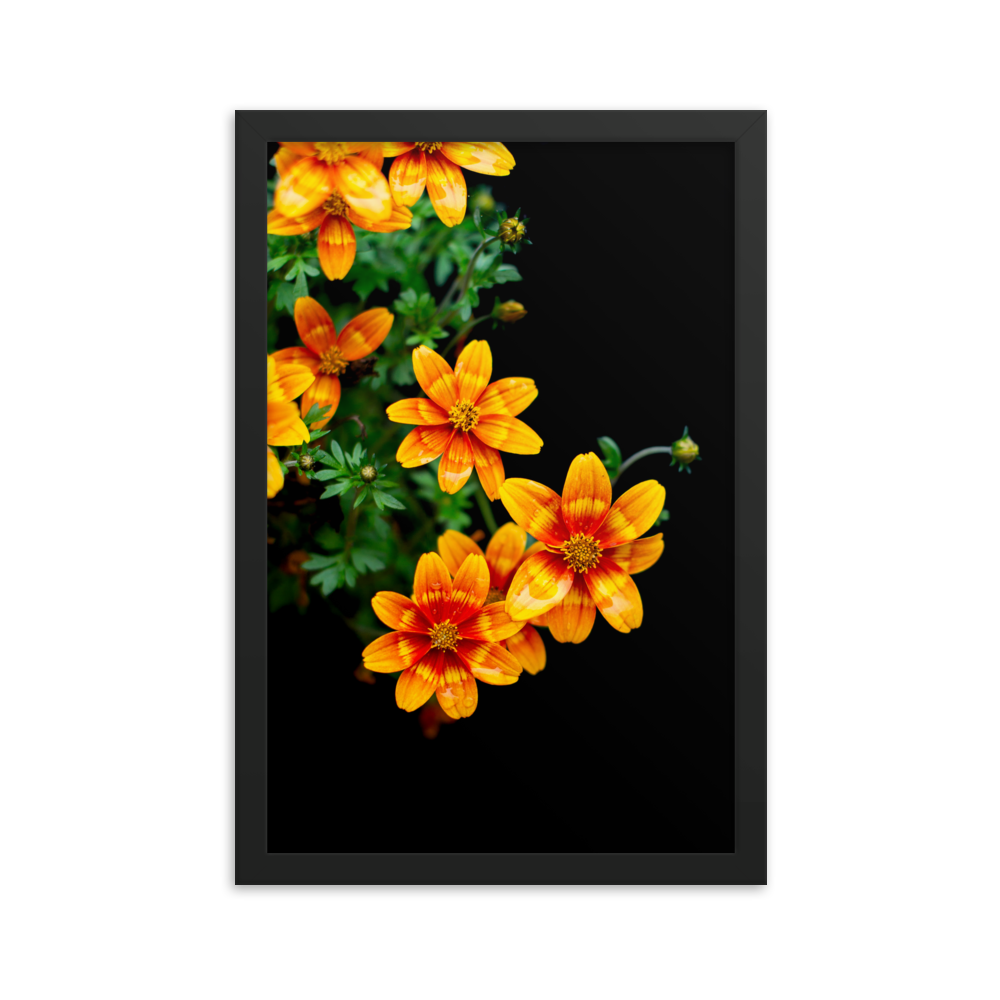 Fireflower | Framed Photographic Print | 12" x 18"