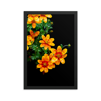 Fireflower | Framed Photographic Print | 12" x 18"